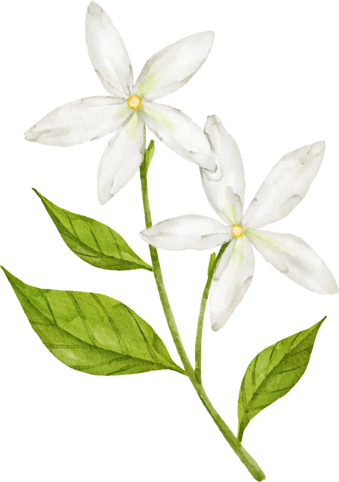 Watercolor Jasmine Flower Plant