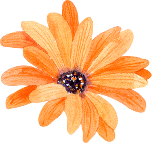 Orange daisy watercolor flower