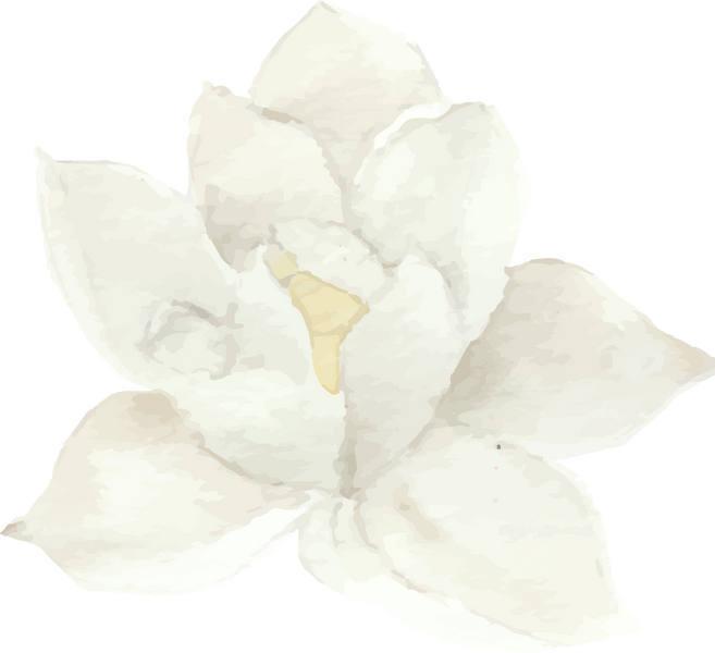 White Watercolor Flower