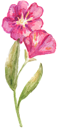 Hand-Painted Watercolor Gladioli Filipino Flower Illustration